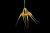 Bulb. setaceum