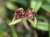 Bulb.(Cirr.) pingtungensis