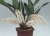 Coelogyne multifolia (2~3 Bulbs)