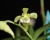 V. (Christensonia) vietnamica