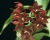 Cycnodes Wine Delight 'J.E.M.' FCC/AOS