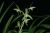 Cym. ensifolium