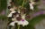 Encyclia cordigera  x  sib ('Hinomaru'  x  'tipo')