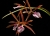 Encyclia (E.) bractescens