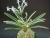 V. (Neof.) falcata 'Nishidemiyako' (西出都) (Variegated)