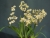 Onc. Twinkle 'Fragrance Fantasy' SQ/JOGA