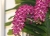 Rhynchostylis gigantea. ( Spots )