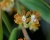 Trichoglottis amesiana