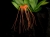 Bulb. tigabarinum