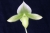 Paph. LimeLight