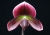 Paph. Hsinying Web
