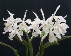 C. maxima var. alba 'Koenigin Sylva' SM/DOG