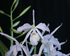 C. maxima var. coerulea 'Hector' SM/JOGA , AM/AOS