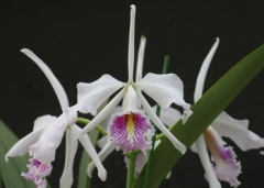 C. maxima var. semi-alba 'La Pedrena' SM/JOGA