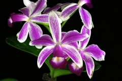 C. violacea var. semi-alba flamea 'Icabaru' SM/JOGA  x  self