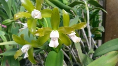 C. guttata v. alba 'C.H.#11'  x  C. guttata v. albina (Fine Spots)