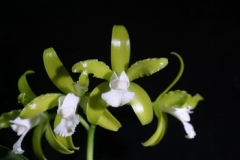 C. guttata v. alba 'C.H.#11'  x  C. guttata v. albina (Fine Spots)