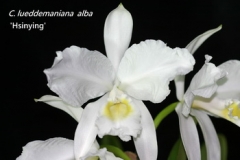 C. lueddemanniana var. alba  x  sib ('Caballero'  x  ' Hsinying')