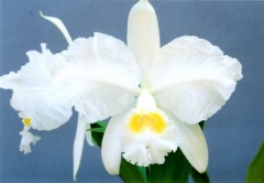 C. lueddemanniana var. alba  x  sib ('Caballero'  x  ' Hsinying')