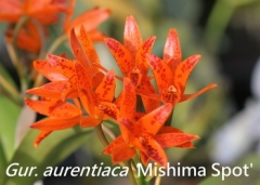 C. aurantiaca 'Mishima Spot'  x  self