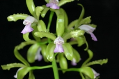 C. tigrina fma. linasina  x  sib ('C.H.#2'  x  'C.H.#1')