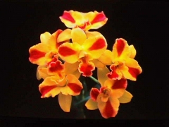 Rth. Burana Beauty 'Burana' AM/CST