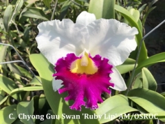 C. (Lc.) Chyong Guu Swan 'Ruby Lip' AM/OSROC