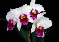 C. (Lc.) Shirayukihime 'M'