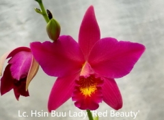 Lc. Hsin Buu Lady 'Red Beauty'