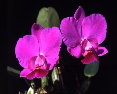 C. (Lc.) Aloha Case 'Ching Hua' AM/AOS