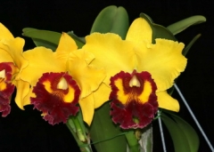 Rlc. Williette Wong 'The Best' AM/AOS
