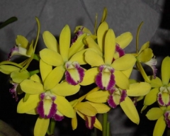Cty.(Eplc.) Greenbird 'Brillant'