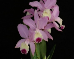 C. Janice Evans 'Sweet Sixteen' CCM/AOS