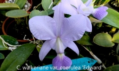 C. walkeriana var. coerulea 'Edward'