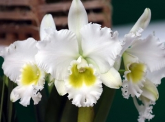 Blc. Burdekin Wonder 'Lake Land'