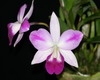 C. Mona Pink 'Hiromi' AM/AOS