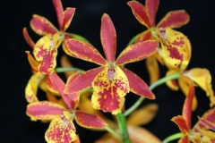 Cty.(Eplc.) Volcano Trick 'Fire Dance'