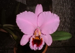 C. percivaliana tipo 'Thiago'