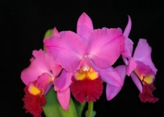 Rlc. (Pot.) Perfect Choice 'Purple Lady' BM/JOGA