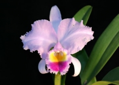 C. trianae 'A.C. Burrage' AM/RHS JOS