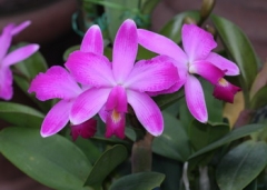C. violacea 'Lea'
