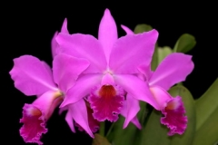 C. labiata var. rubra 'Ching Hua #1' SM/TOGA