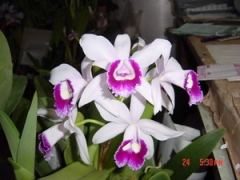 C. Hsinying Pub 'Albo Sanguinea'