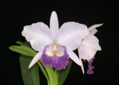 Lc. Kazuko Takamatsu 'Seto Blue' BM/JOGA
