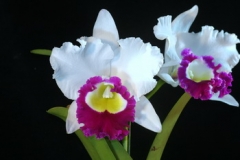 Rlc. Blanche Aisaka 'Yuki' FCC/AOS