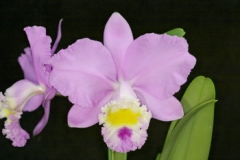 Rlc. Memoria Victoria Kam' Fascination'