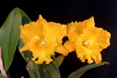 Pot. Hsinying Pachi Pachi 'C.H. #6'