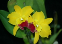 Rlc. Hsinying Boy 'Gypsy'