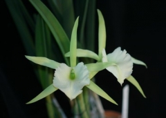 Rcv. (B.) Jimminey Cricket 'Super Bug' HCC/AOS