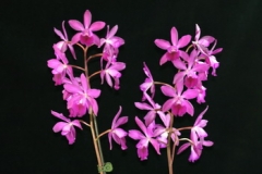 Cty. Middleburg 'MAJ' AM/AOS